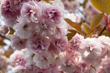 Fleurs de cerisier ornemental, prunus serrulata