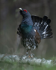 Western capercaillie on a fallen tree in the forest scenery - 775738264