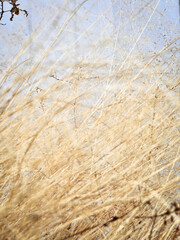 blurred Dried grass,light brown color,reflection of sunlight shining around,beauty nature,vintage style,