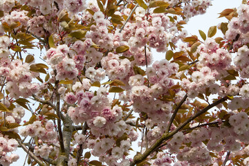 Fleurs de cerisier ornemental, prunus serrulata