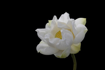 The white lotus on the black background