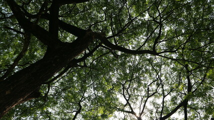 a tree that has lots of twigs and green leaves in the morning