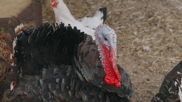 Close up video of turkey bird at farm.
