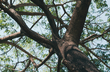 Fototapeta premium Close-up shot of a tree from below, lots of branches