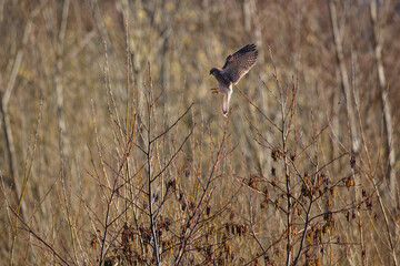 Kestrel landing on a small tree. County Durham, England, UK.
