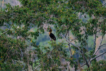 The bill and large hump are yellow. The face is black. The throat is white or yellowish-white. The body is black. The wings are black with a wide yellow stripe running down the middle of the wings.