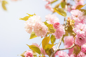 Fototapeta na wymiar Japanese evening cherry blossoms in the park in spring