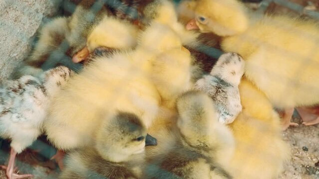 Close up video at farm of cute small chicks and small ducks.