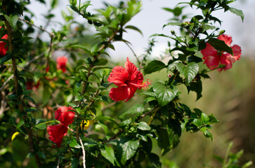 A bush of Shoeblackplant flowers