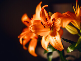 Orange color lily flower bouquet on dark background. Selective focus. Floral compassion, nature beauty and shape concept. Rich saturated color.