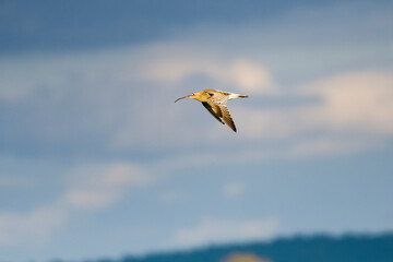 Großer Brachvogel (Numenius arquata) in der Abendsonne