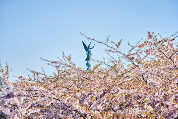 Copenhagen Langelinieparken with the military angel statue among spring pink blossoms full in...