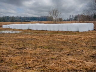Bale of hay in white plastic wrap for preservation laid on an edge of a field. Agriculture industry. Storing products for further use and sale. Dull winter landscape background.