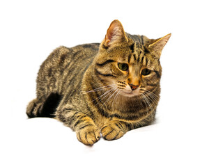 Tabby cat on light background. Studio shot. Cute animal laying down. Home pet.