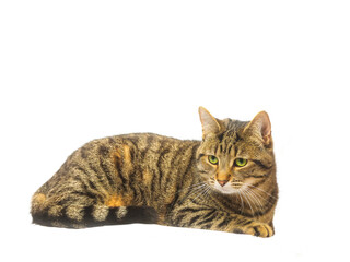 Fototapeta premium Tabby cat on light background. Studio shot. Cute animal laying down. Home pet.