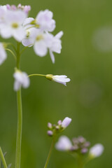 Zarte lila Blumen, Feld, Wiese