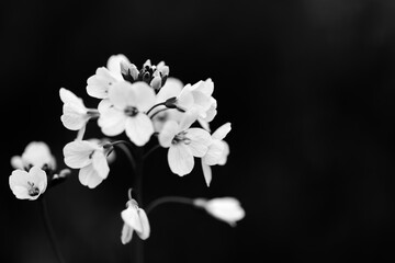 Zarte Blumen, Feld, Wiese, schwarz-weiß