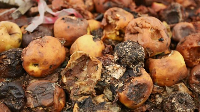 Pile of rotten apples in an orchard