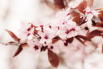 Rosa Kirschblüten am Baum