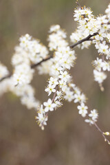 Kleine weiße Blumen an einem Strauch