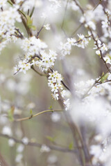 Kleine weiße Blumen an einem Strauch
