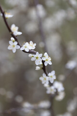 Zarte weiße Blumen an einem Ast