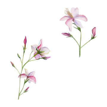 Hand drawn watercolor illustration botanical. Clematis cleome spider anemone lobelia impatiens jasmine, orange flower. Single object isolated on white. Design wedding, love cards, bride bouquet, shop