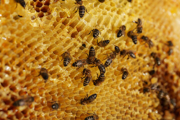 Worker bees making honey in the hives