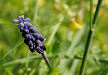 Macro of a purple-bluish flower (wild hyacinth) on a blurry background