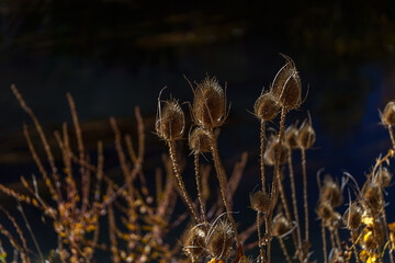 Group of dried autumn thistles