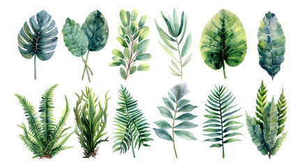 Watercolor style, collection of plants and leaves, green tones, transparent background