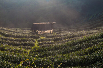 Green tea leaf plantation field morning sun rise golden light - 775754663