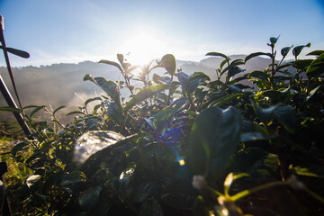 Green tea leaf plantation field morning sun rise golden light
