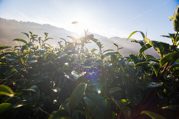 Green tea leaf plantation field morning sun rise golden light - 775755081