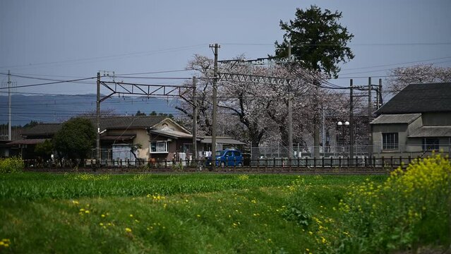 桜咲くいなべを走る普通列車 （三岐鉄道 三岐線 丹生川, 2024年4月）
