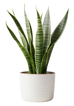 snake plant in modern pot isolated on transparent background