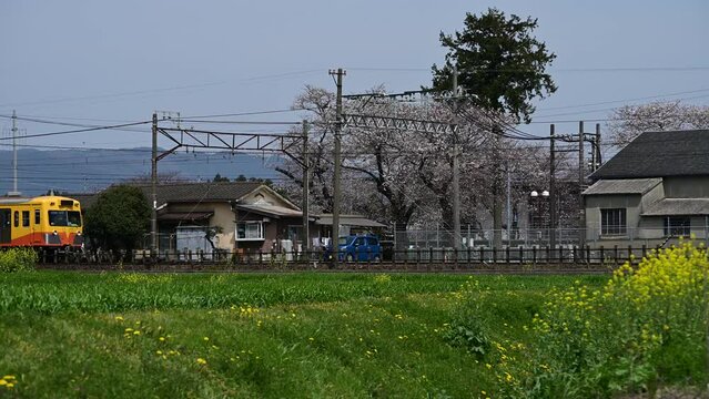 桜咲くいなべを走る普通列車 （三岐鉄道 三岐線 丹生川, 2024年4月）