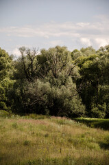 Obraz premium Summer landscape with green trees and meadow in the foreground on a sunny day
