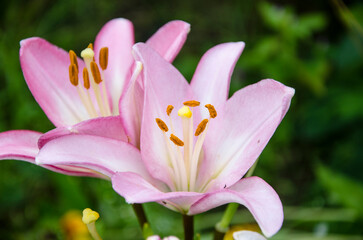 Pink lily flower in the garden, close up. Nature background