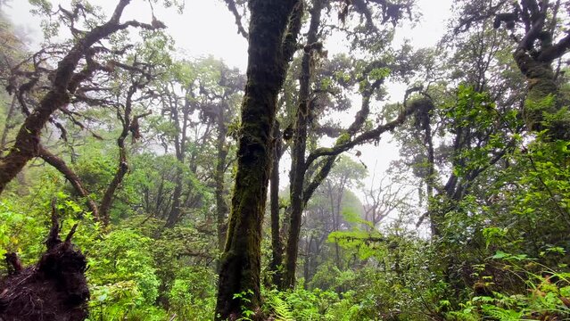 A tropical forest with a large tree at the front and a lush coloration that can be found in a rainforest only.Yote-sa, Khuzama near dzukou valley is located at the border of the Indian states of Nagal