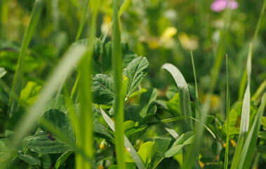 Grass in spring under sun light