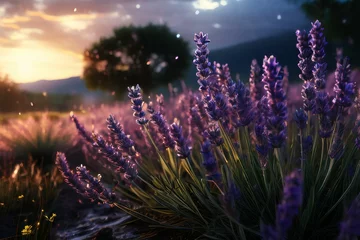 Muurstickers Lavender field sunset and lines © olenakucher