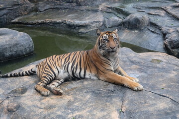 An adult Sumatran Tiger (Panthera tigris sumatrae) posing on the top of the rock. The Sumatran...