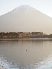金色に輝く富士山