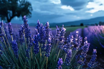 Zelfklevend Fotobehang Lavender field sunset and lines © olenakucher