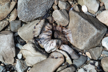 Remains of a compass jelly fish stranded on stony beach