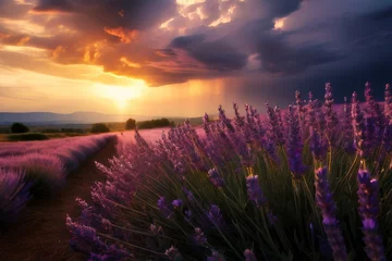 Fensteraufkleber Lavender field sunset and lines © olenakucher