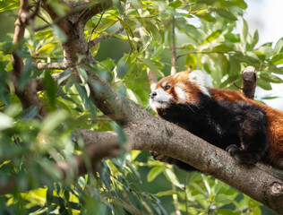 木の上のレッサーパンダ