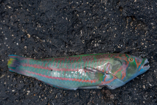 The surge wrasse (Thalassoma purpureum), also known as the green-blocked wrasse, purple wrasse or red and green wrasse, Makapuʻu Beach Park Honolulu Oahu Hawaii