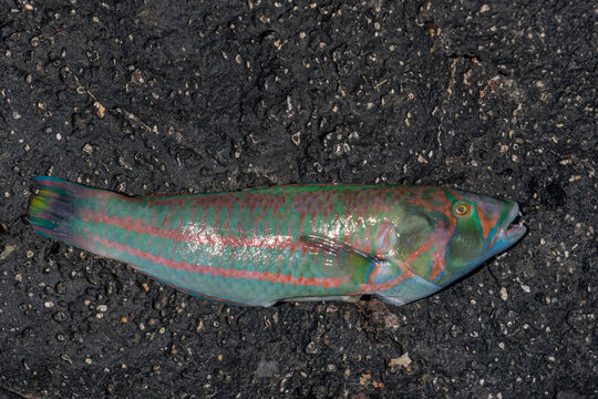 The surge wrasse (Thalassoma purpureum), also known as the green-blocked wrasse, purple wrasse or red and green wrasse, Makapuʻu Beach Park Honolulu Oahu Hawaii